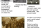 breadandroses_renewhope_450pxh