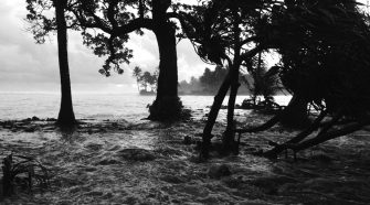Water rushing through trees (photo) | Zinn Education Project