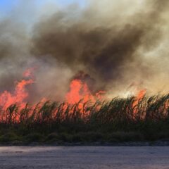 Sugarcane during a controlled burn in South Florida.